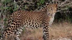 Dalki wschodni leopard